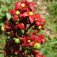 Clerodendrum indicum (L.) Kuntze